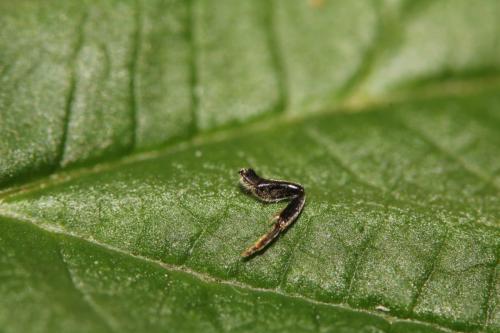 Aglaoapis tridentata